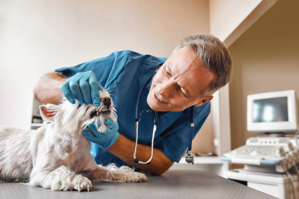 Best Emergency X-Rays and Diagnostics in Wallace, FL